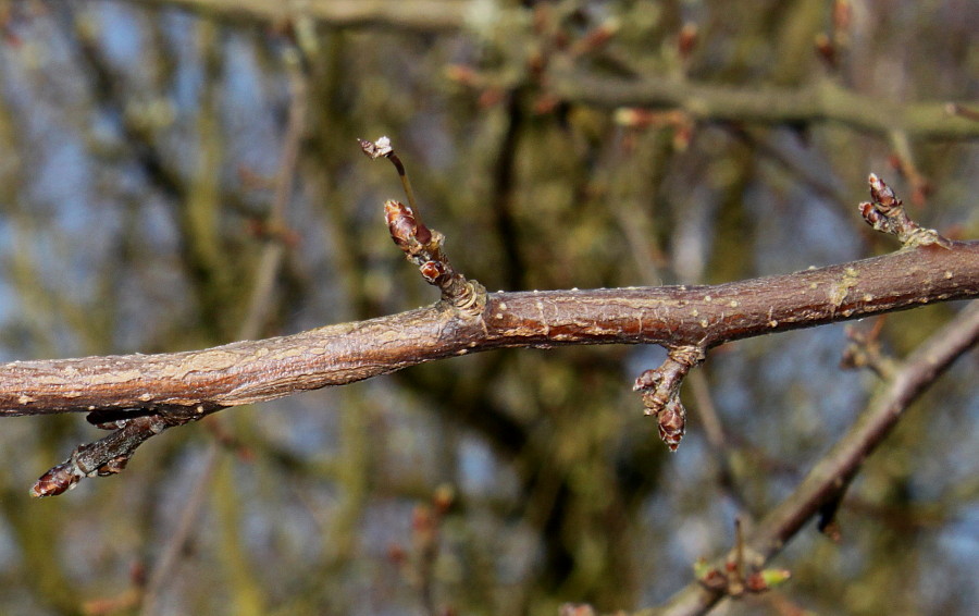 Image of Malus toringo specimen.