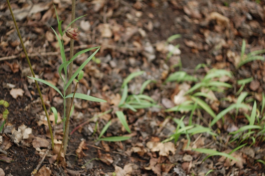 Изображение особи Fritillaria montana.
