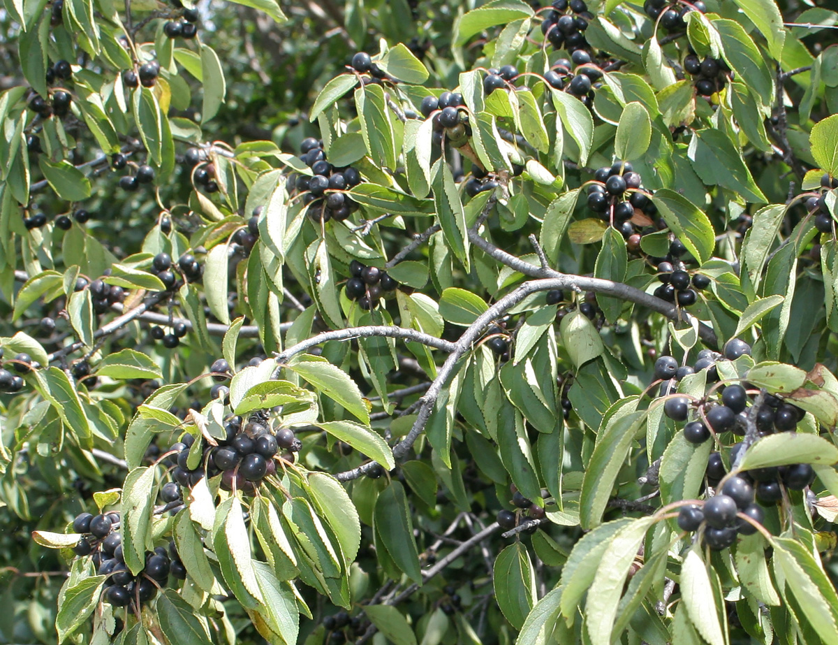 Image of Rhamnus cathartica specimen.