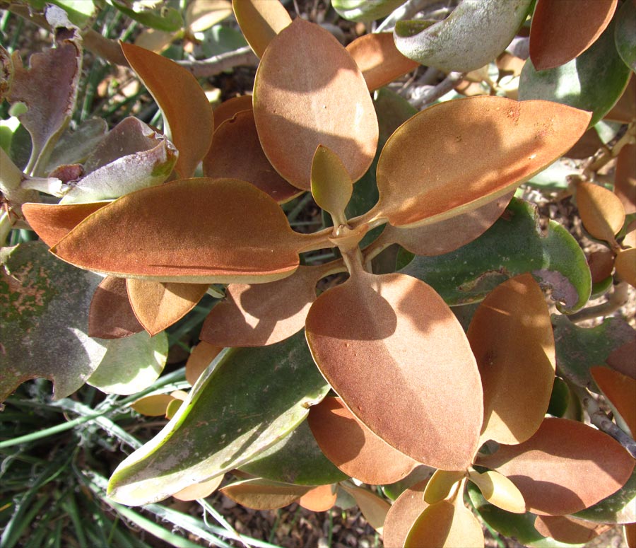 Image of Kalanchoe orgyalis specimen.