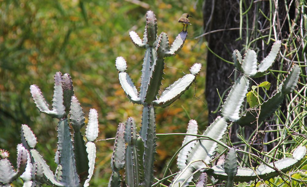 Image of genus Euphorbia specimen.