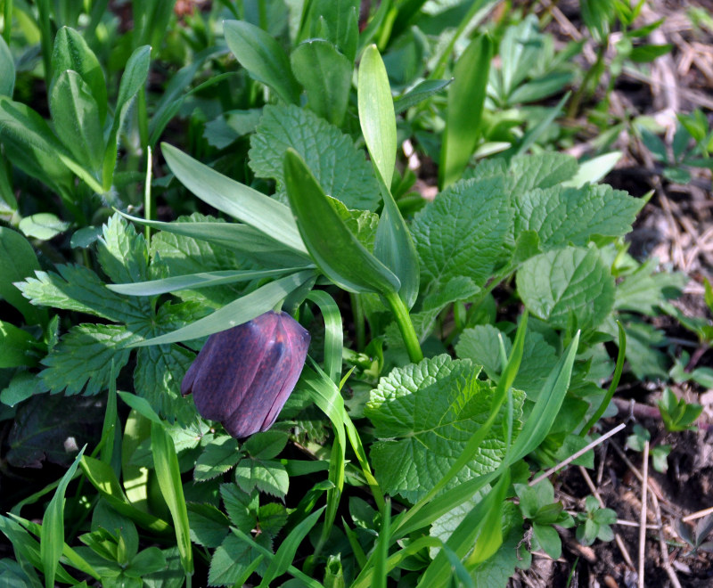 Image of Fritillaria latifolia specimen.