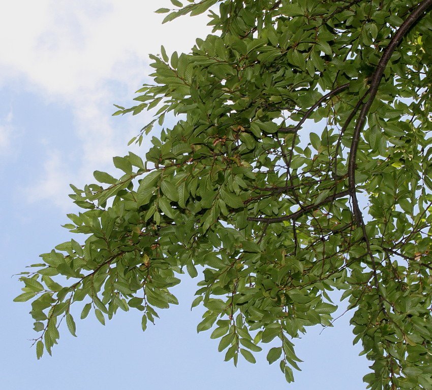 Image of Nothofagus &times; alpina specimen.