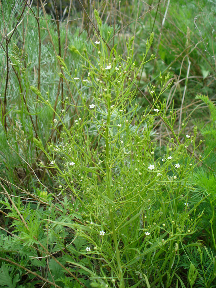 Image of Thesium ramosum specimen.