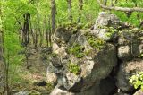 Selaginella tamariscina. Растения на скальном обнажении. Приморский край, Уссурийский р-н, окр. с. Монакино. 10.05.2014.