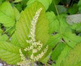 Aruncus dioicus