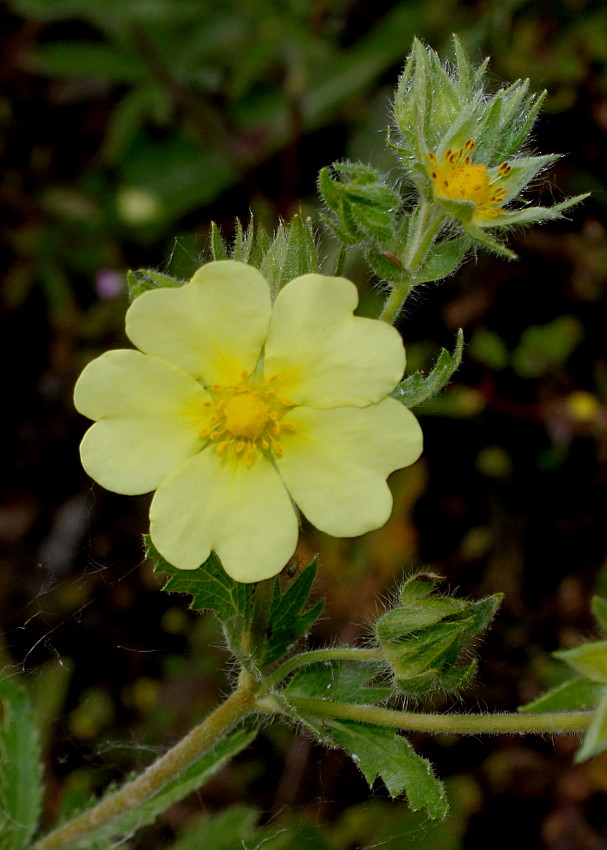 Image of Potentilla recta specimen.