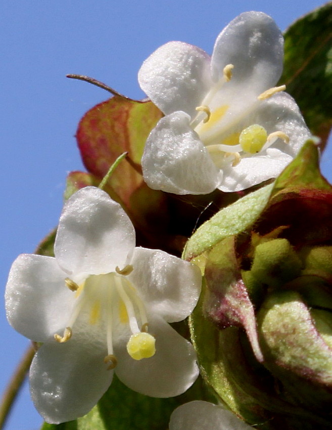 Image of Leycesteria formosa specimen.