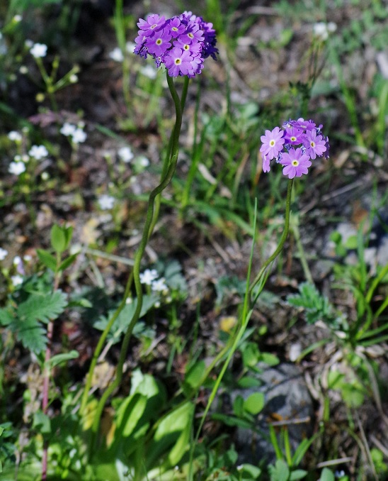 Изображение особи Primula algida.