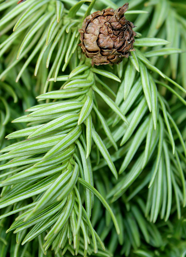 Image of Cunninghamia lanceolata specimen.