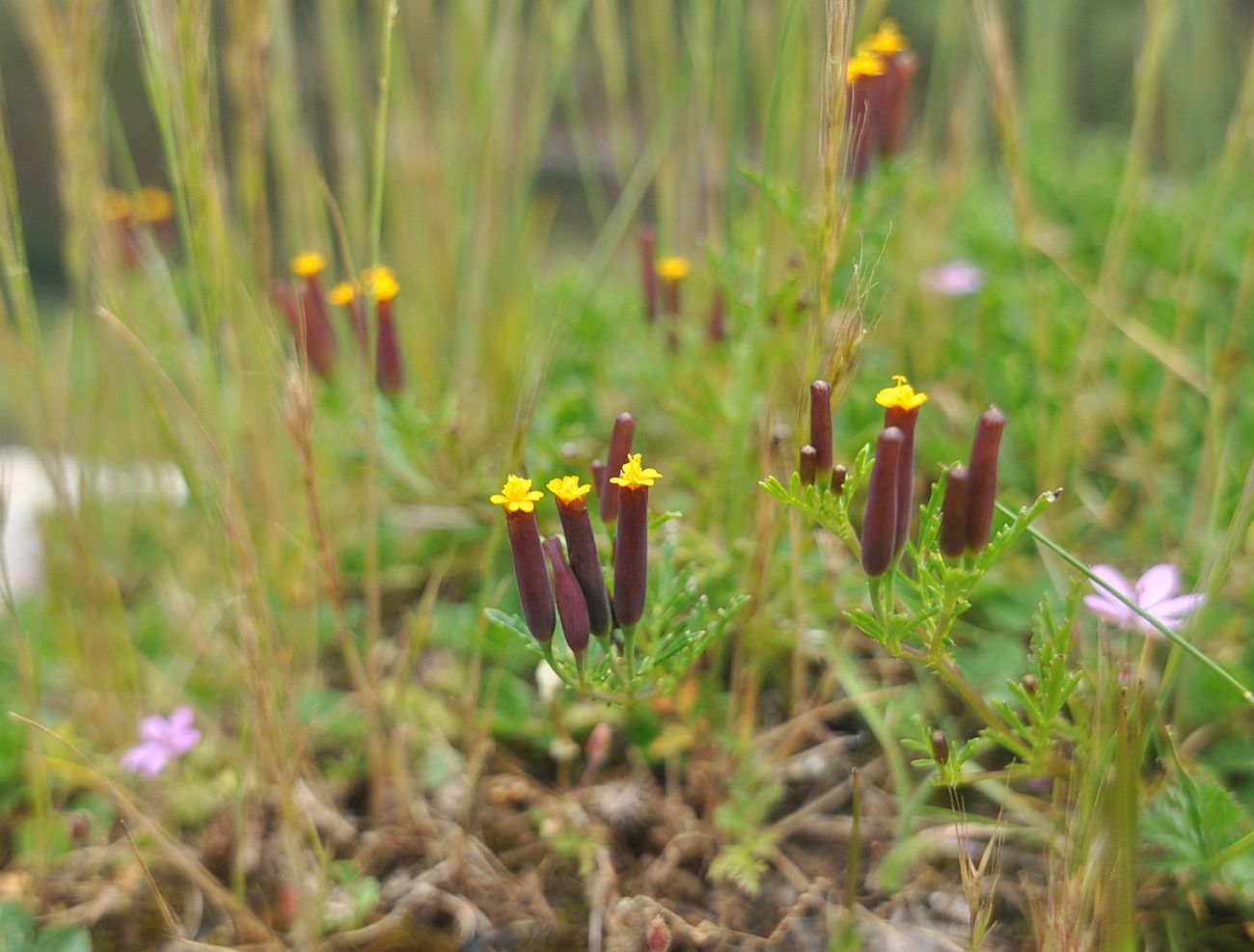 Image of Tagetes multiflora specimen.