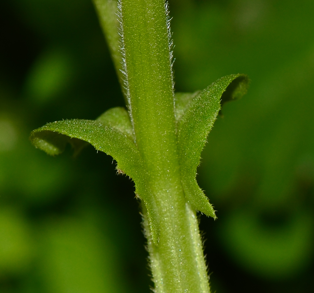 Image of Vicia faba specimen.