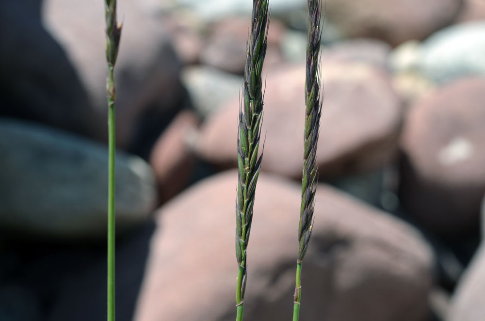 Image of genus Elymus specimen.