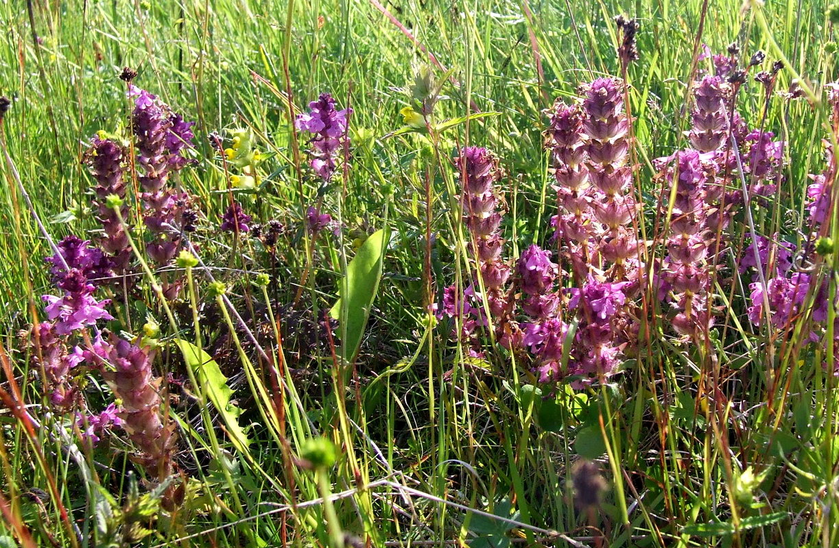 Image of Pedicularis verticillata specimen.