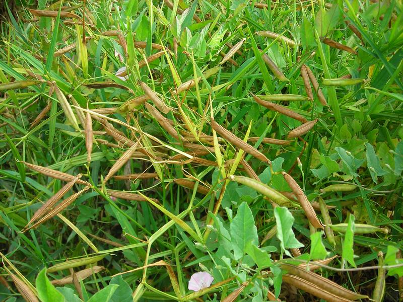 Image of Lathyrus sylvestris specimen.