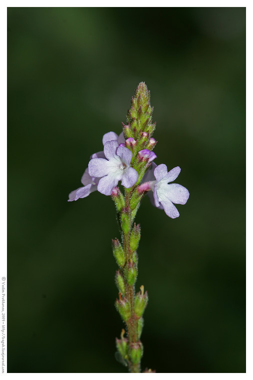 Изображение особи Verbena officinalis.