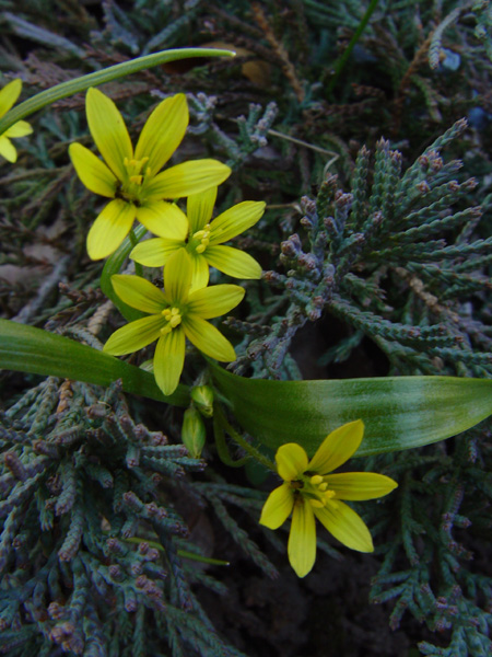 Image of Gagea filiformis specimen.