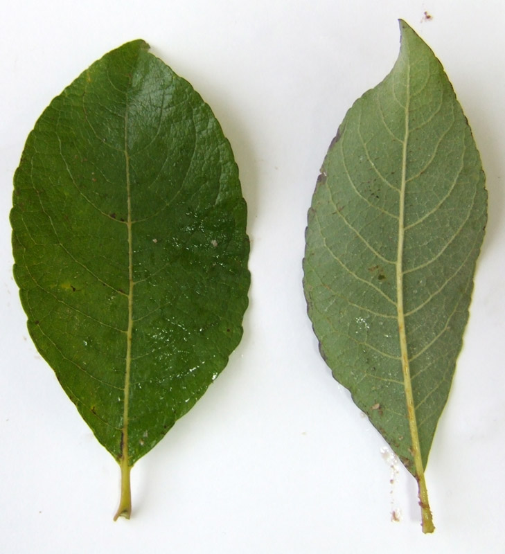 Image of Salix caprea specimen.