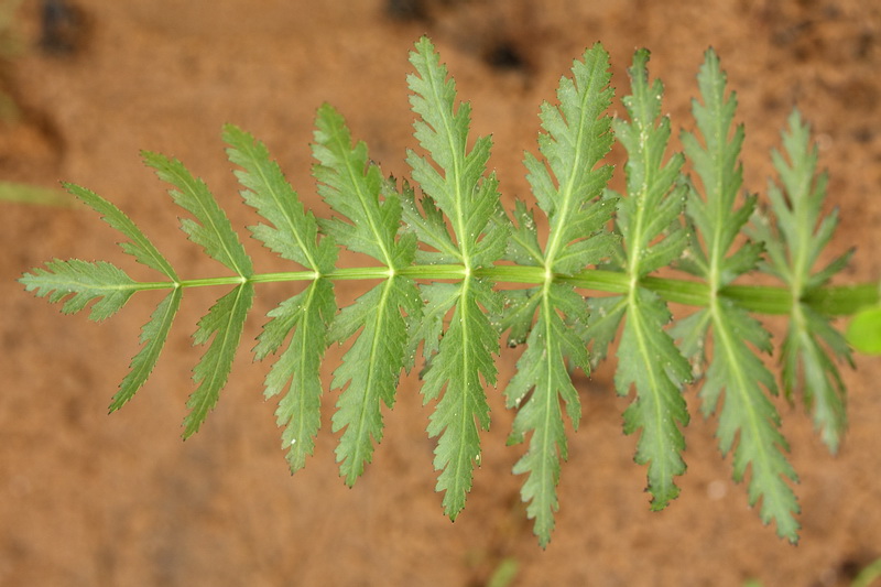 Image of Sium latifolium specimen.