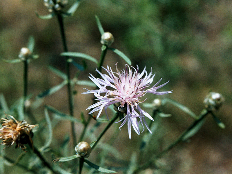 Изображение особи Centaurea protogerberi.