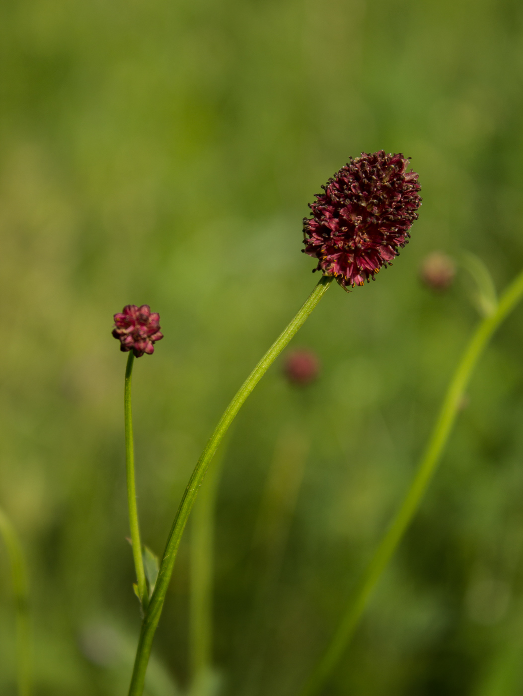 Image of Sanguisorba officinalis specimen.