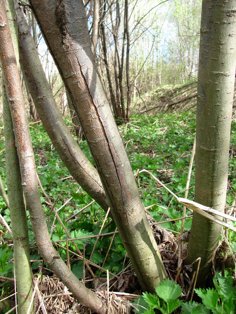 Image of Salix myrsinifolia specimen.