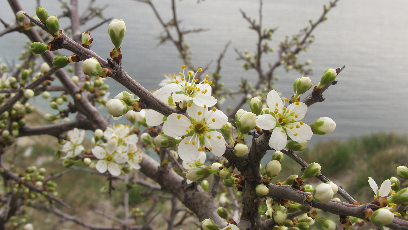 Image of Prunus spinosa specimen.