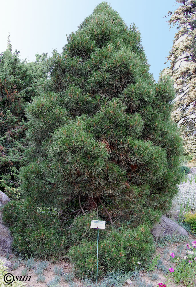 Изображение особи Pinus pallasiana.