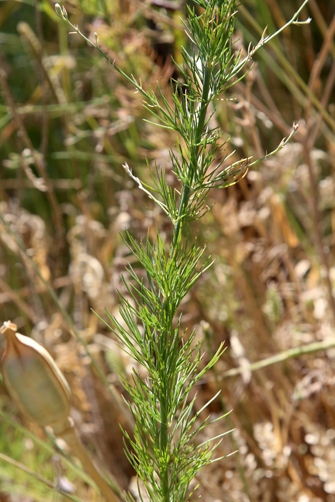 Image of Delphinium barbatum specimen.