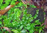 Lemmaphyllum microphyllum. Вегетирующие растения на камне. Таиланд, национальный парк Си Пханг-нга, влажный тропический лес. 20.06.2013.