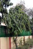 Polyalthia longifolia. Взрослое дерево. Индия, Дели, в культуре. 27.12.2014.