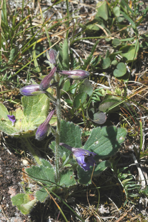 Image of genus Delphinium specimen.