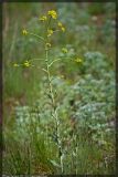 Isatis tinctoria