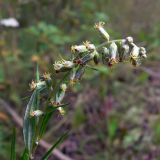 Artemisia vulgaris. Верхушка побега с соцветиями. Свердловская обл., окр. г. Североуральск, обочина дороги в сосново-еловом лесу. 19.08.2014.