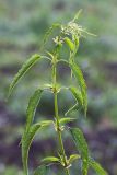 Urtica dioica. Верхушка растения. Республика Алтай, Шебалинский р-н, окр. с. Камлак, правый борт долины р. Сема, сосновый лес. 26.06.2015.