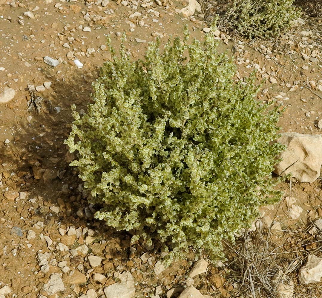 Image of Salsola inermis specimen.