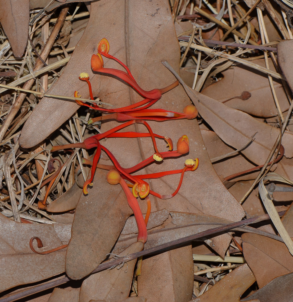 Image of Stenocarpus sinuatus specimen.