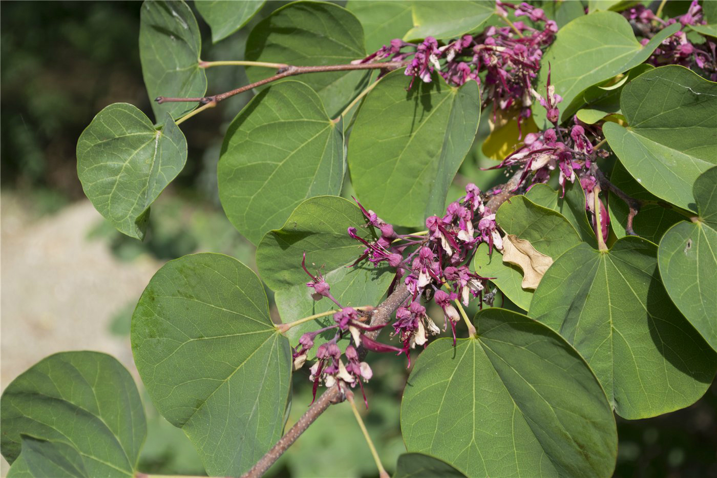 Изображение особи Cercis siliquastrum.