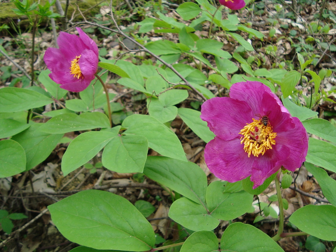 Изображение особи Paeonia caucasica.