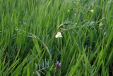 Vicia biebersteinii. Верхушка цветущего растения. Республика Адыгея, г. Майкоп, во дворе дома на лужайке. 16.04.2016.