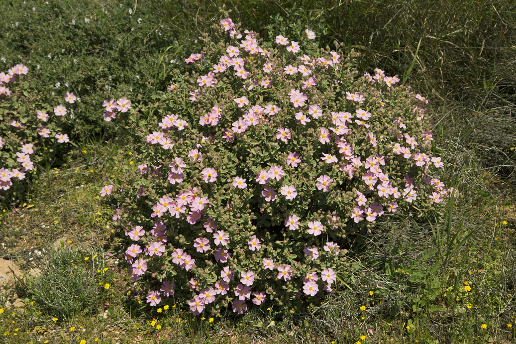 Image of Cistus parviflorus specimen.