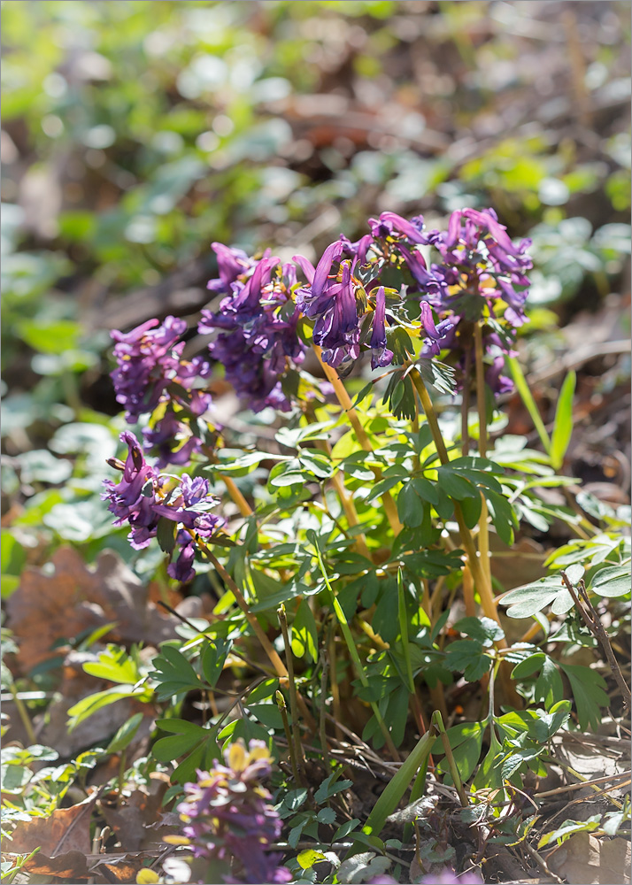 Изображение особи Corydalis solida.