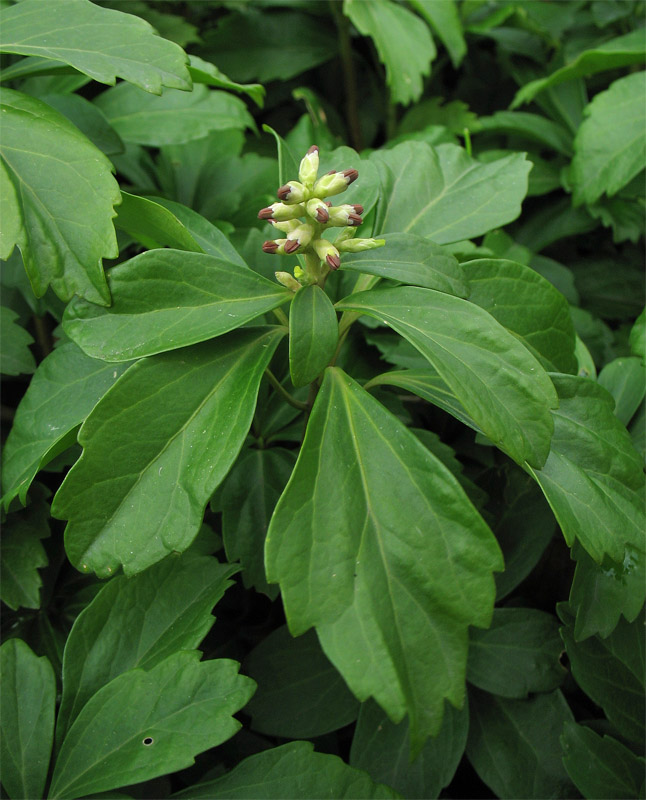 Image of Pachysandra terminalis specimen.