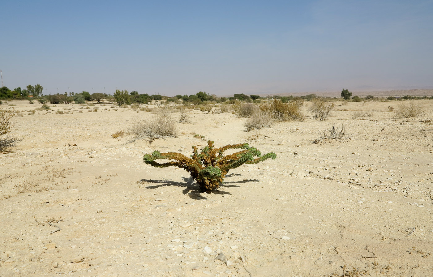 Image of Hyoscyamus desertorum  specimen.