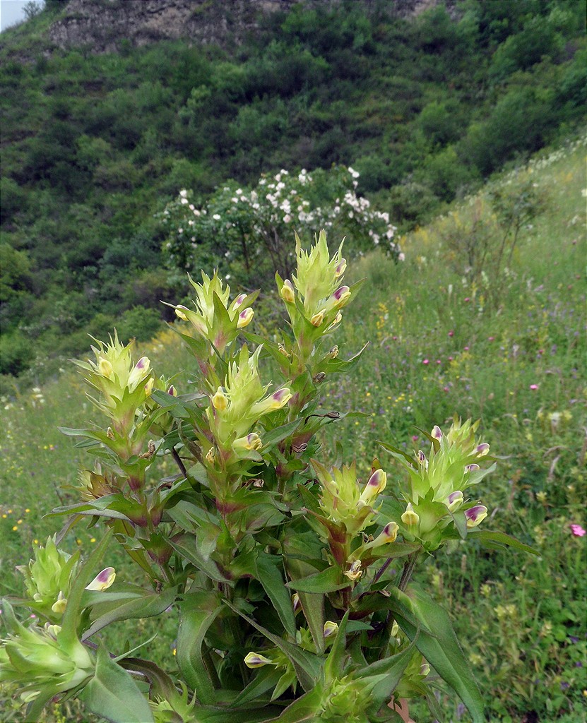 Image of Melampyrum chlorostachyum specimen.