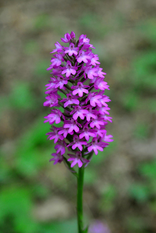 Image of Anacamptis pyramidalis specimen.