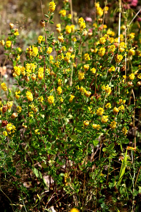 Изображение особи Trifolium aureum.