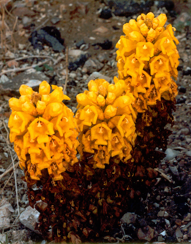 Image of Cistanche tubulosa specimen.