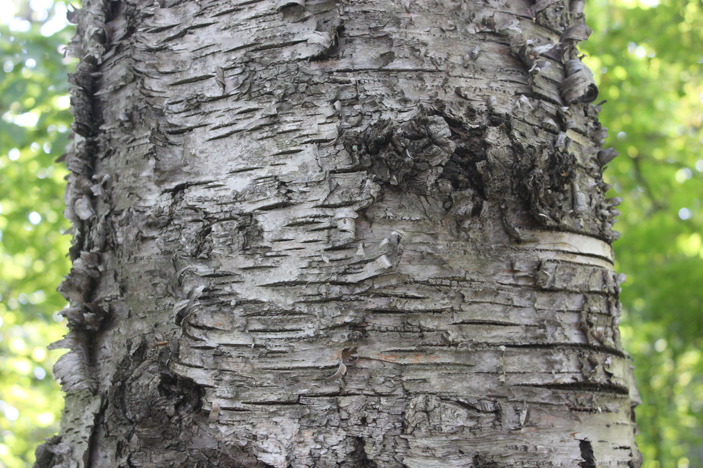 Image of Betula platyphylla specimen.