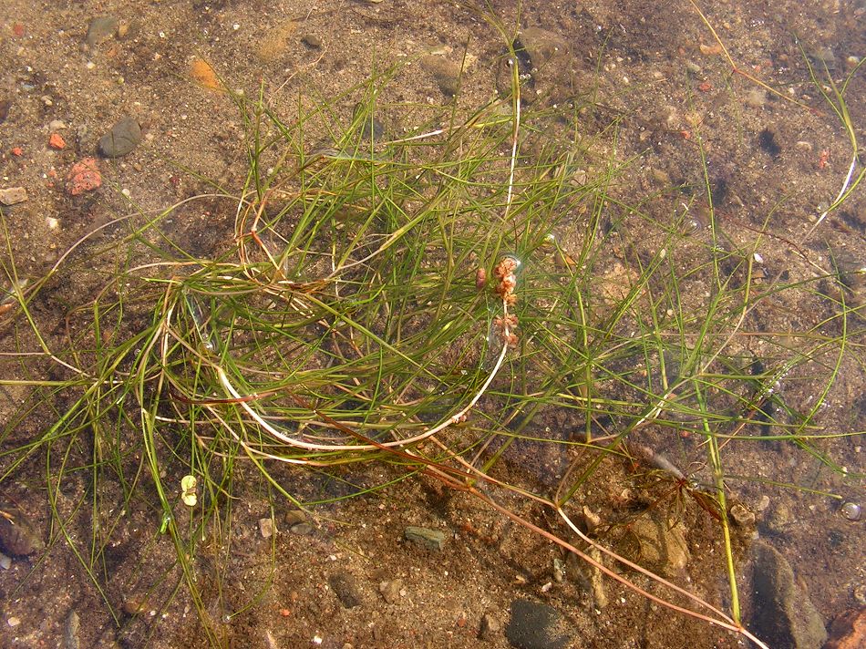 Image of Potamogeton pectinatus specimen.